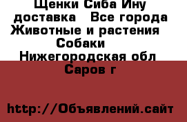 Щенки Сиба Ину доставка - Все города Животные и растения » Собаки   . Нижегородская обл.,Саров г.